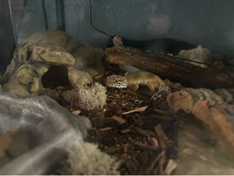 enclosure for animals