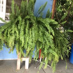 Huge Ferns/ Elecho Plant PLEASE READ⬇️