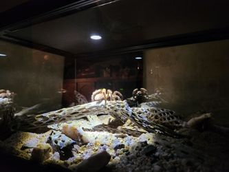 Terrarium