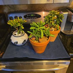 15in Tall Jade Plants In New Pots With Shells And Stones 