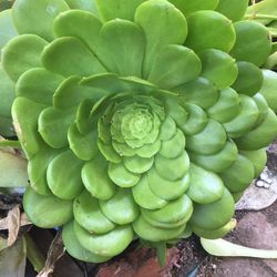 Succulents In 5 Gallon Pots Drought Tolerant Easy To Grow 