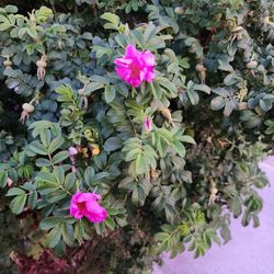 Rose Hip Bushes