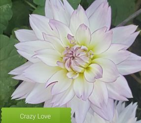 Dahlia Plants Crazy Love $5 Each