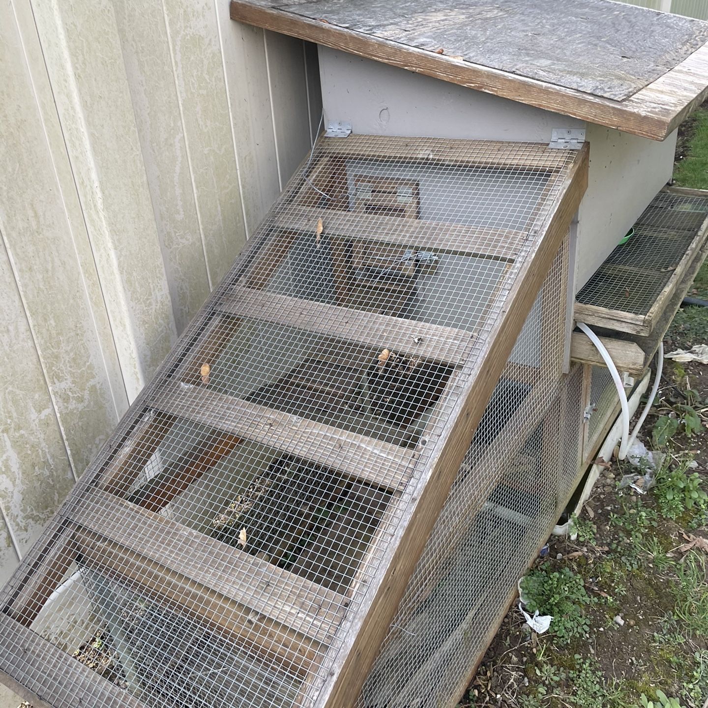 Quail cage