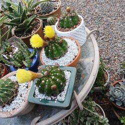 Cactus Flor Amarilla,$12 each