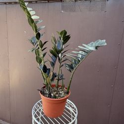 8” Raven Zz Plant 