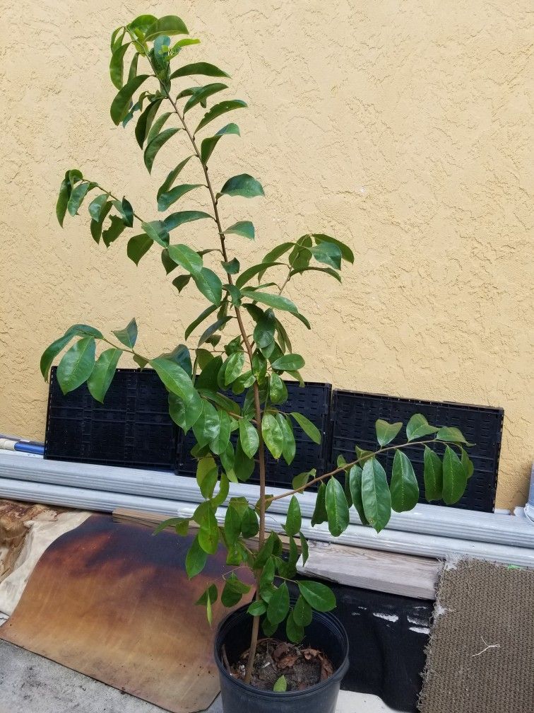 Guanabana Tree