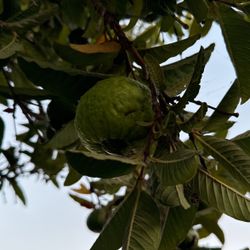 Guayabas orgánicas 2 × 1 dólar sabrosas y deliciosas orgánicas 2 × 1 dólar
