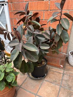 Rubber fig plant