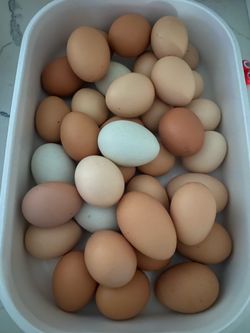 Fresh eggs / huevos frescos diario