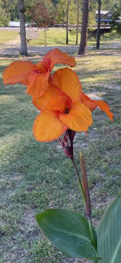 12 Orange Canna Lily Bulbs
