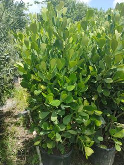 Huge Sale! Clusia overgrown 4-4.5ft🏡$23