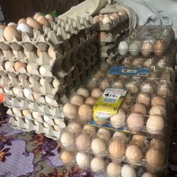 Fresh Organic Eggs For Sale $8 a dozen Picked everyday 