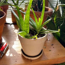 Aloe Vera Plant