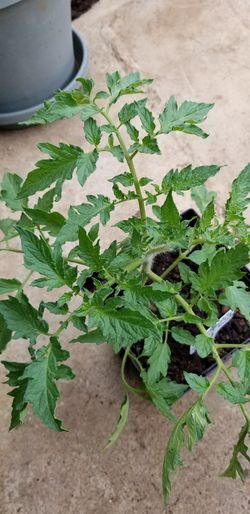 Organic to me to plant