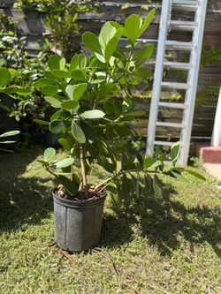Huge clusias about 3 feet  for fence  available
