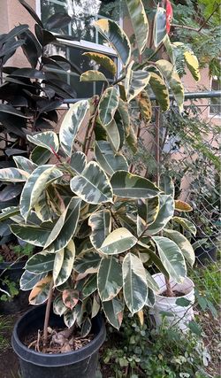 Giant Live Ficus elastica Tineke Rubber Plant