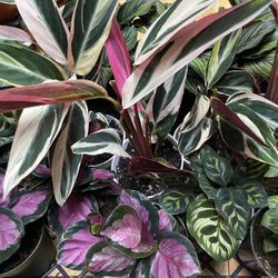 Calathea Variegated Indoor Plants
