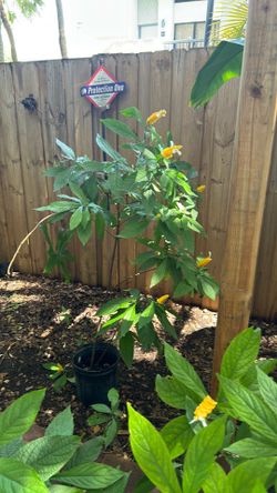 Shrimp plant