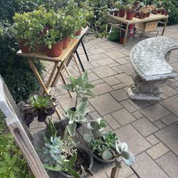 Over 50 Plants Moving-out Sale! 
