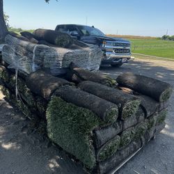 760 Sq Fescue Rally  Fresh