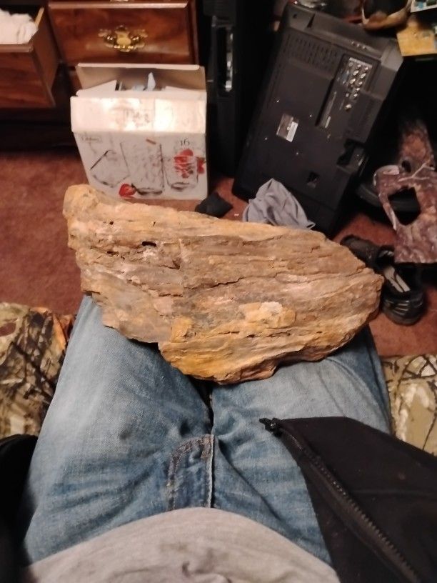 petrified Wood