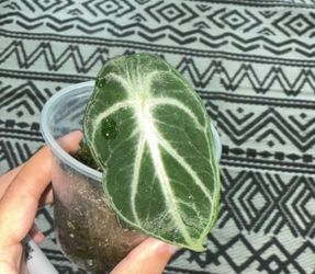 Alocasia Ninja