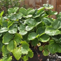 Strawberry Plants