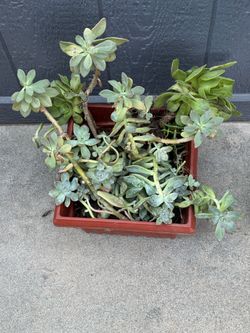 Free plants