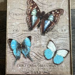 Pic of butterfly 