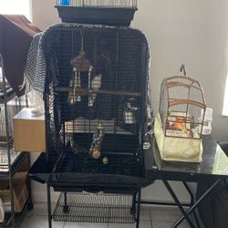 Bird Cage 