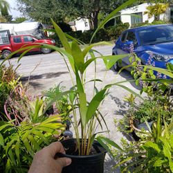 Areca Palm Potted Houseplant Landscape Plant