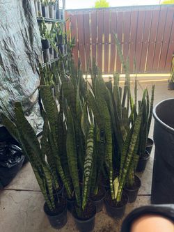 Snake plant