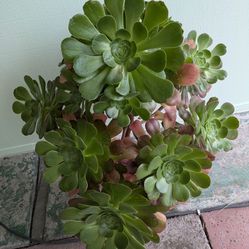 Succulent Plant 