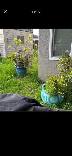 Plants 45 each