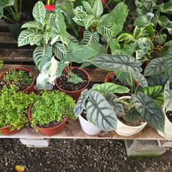 Houseplant 
