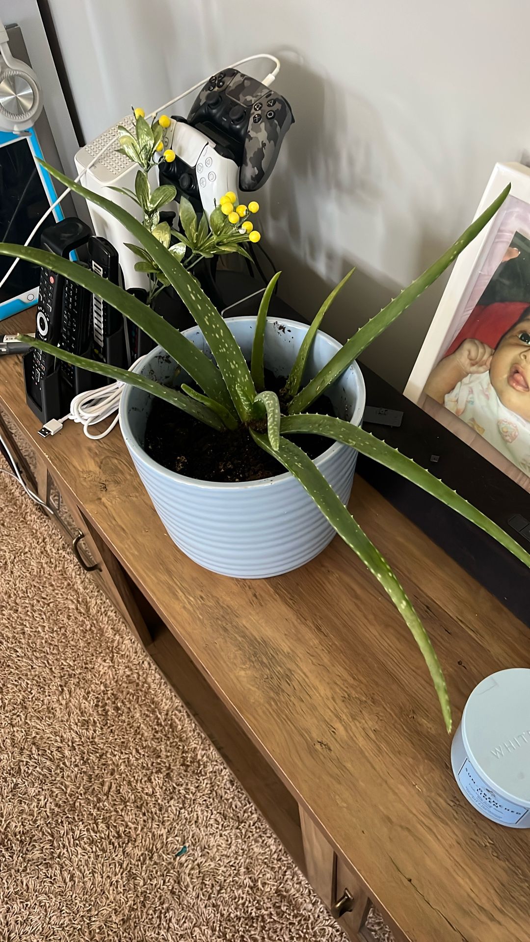 Super Healthy Aloe Plant Huge Pot Room To Grow