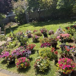Flowers For Sale Quality & Many Hanging Baskets Barrel Planters+soil