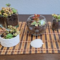 Succulent In beautiful Vases. 