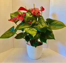 Red flamingo anthurium plant in 7” self watering pot