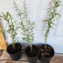 Estafiate De Un Gallon Y Variedad De Tamaño