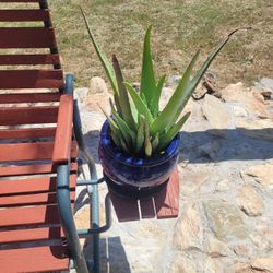 Planta De Savila