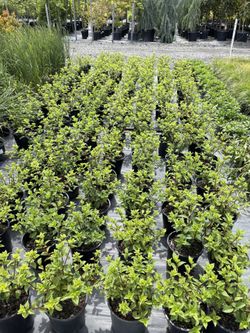 Limelight Hydrangeas