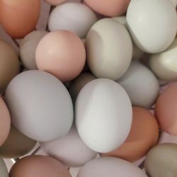 Fresh Chicken Eggs 