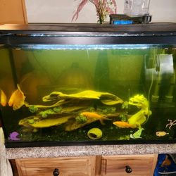 40gal FISH TANK with Pump, Top Cover Light, Decorations, And Heat Pump!