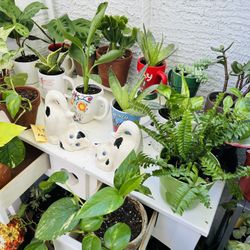 Plants For Sale 8 Each 