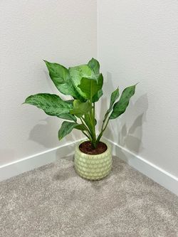 Calathea plant