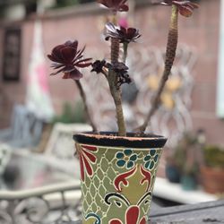$15 Black Rose Succulent