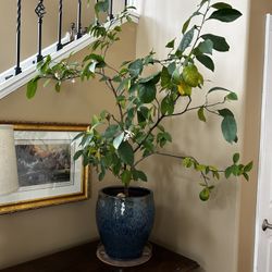 Potted Lime Tree