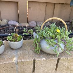 Othonna Capensis Ruby Necklace Succulent Plant In Upcycled Ceramic Teapot Planter With 2 Teacup Jellybean Succulents